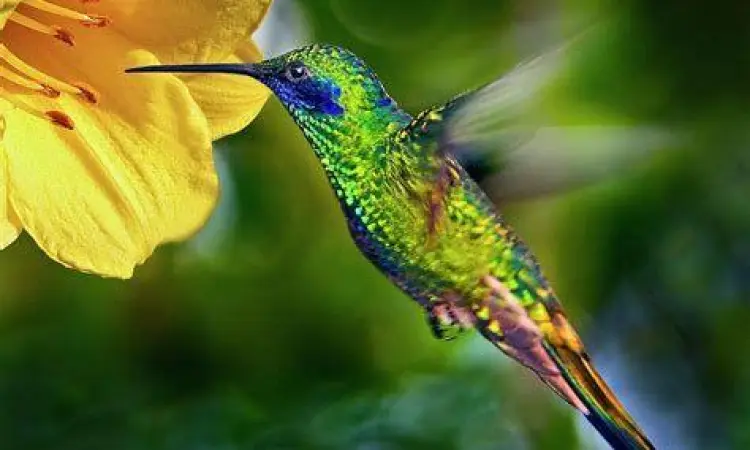 Mekanisme Terbang Kolibri Burung kolibri menghisap nektar dengan kecepatan sayap tinggi