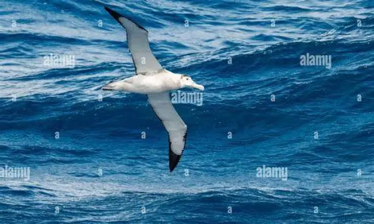 Albatros Sang Penjelajah Samudra Burung albatros terbang di atas samudra luas