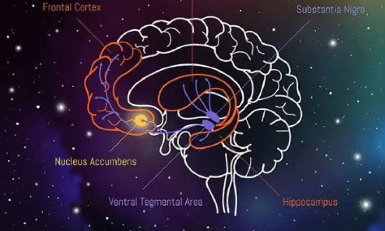 Sistem dopamin pada otak manusia