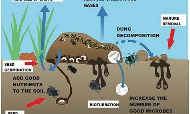 Perbaikan Kualitas Tanah Proses perbaikan tanah oleh tumblebugs