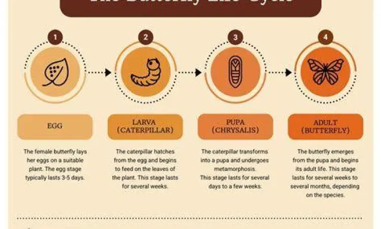 Siklus Hidup Kumbang Tinja Infografis siklus hidup tumblebugs
